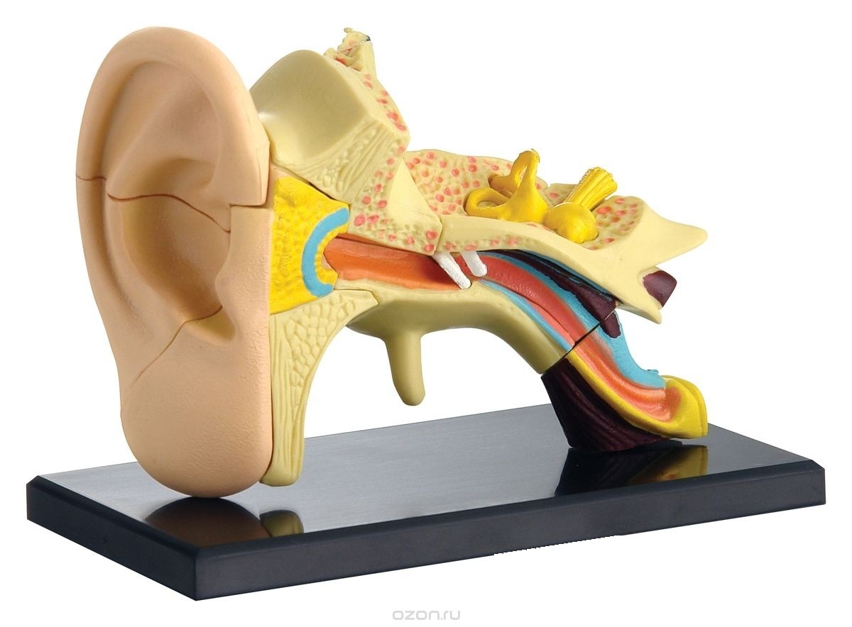Ureche - model anatomic mini