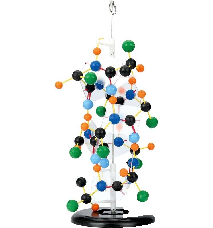 Proteine - model