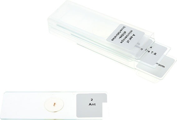 Set de preparate microscopice - nevertebrate