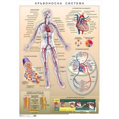 Planșă educațională Sistemul circulator uman, 100 x 140 cm
