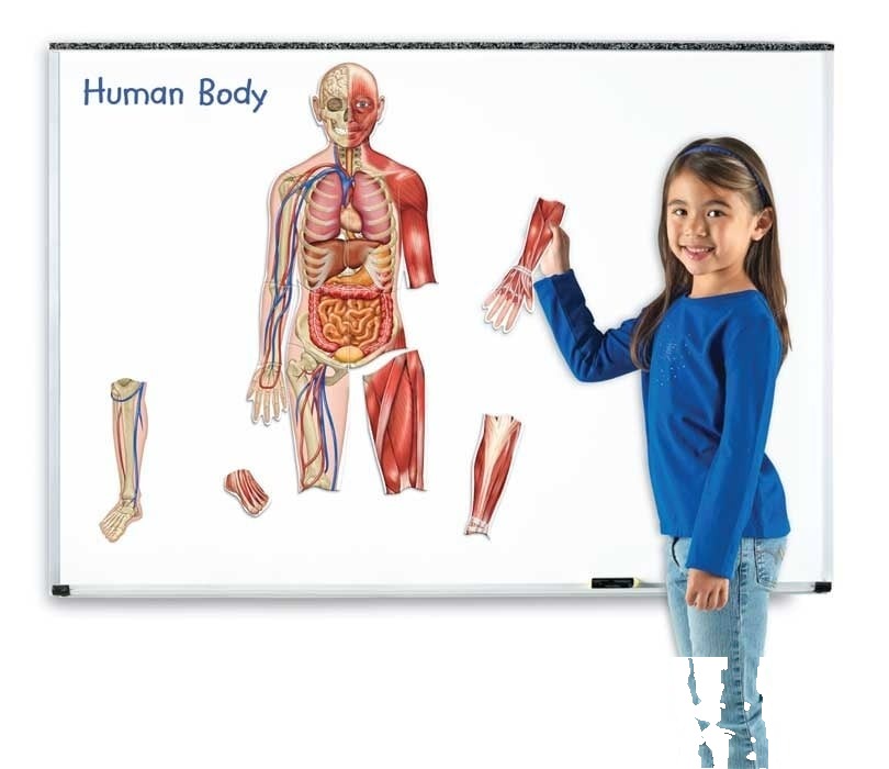 Corpul uman magnetic - bilateral