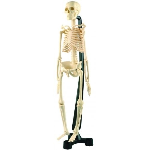 Schelet uman 46 cm.