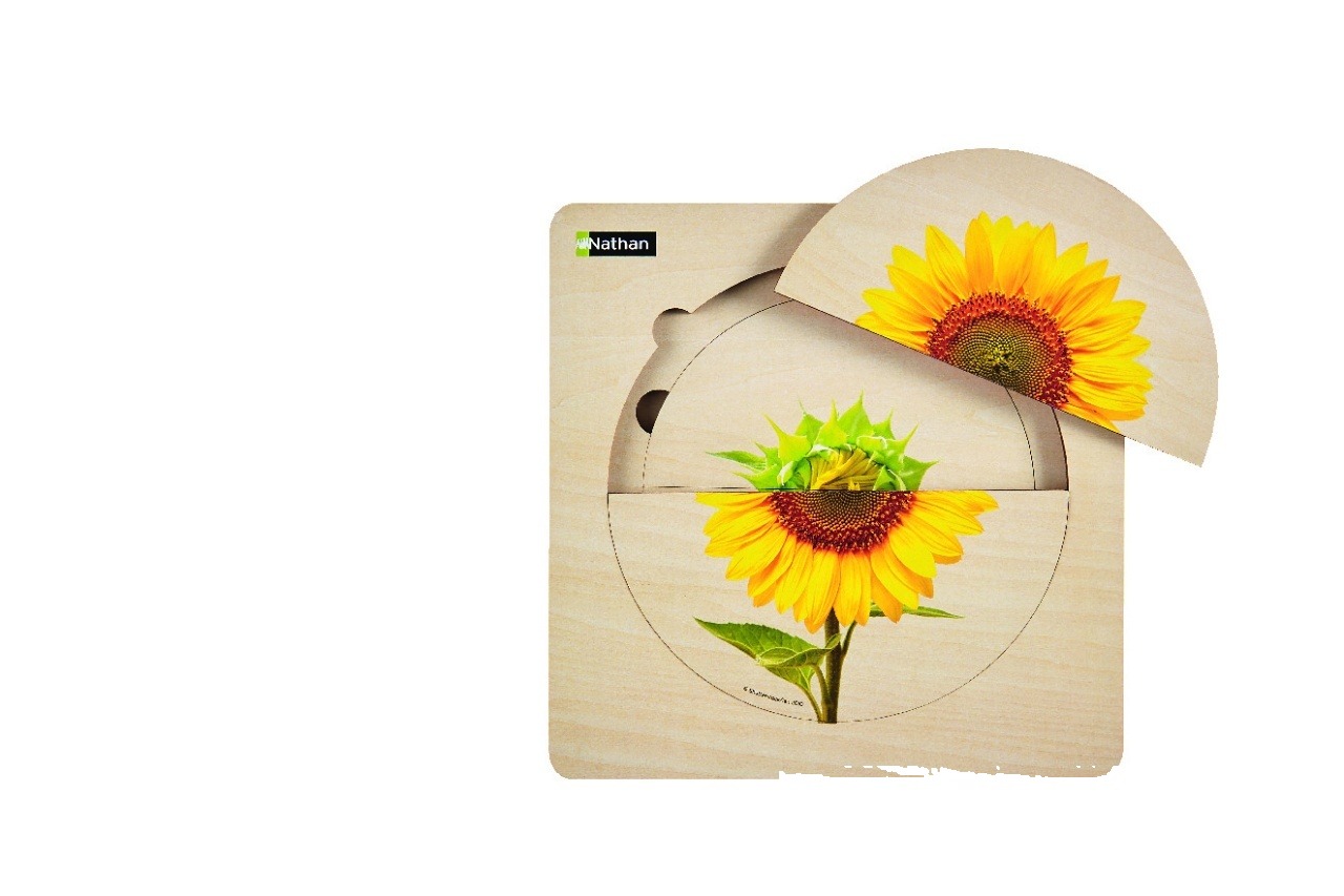 Ciclul de viață Floarea-soarelui - puzzle din lemn pe straturi