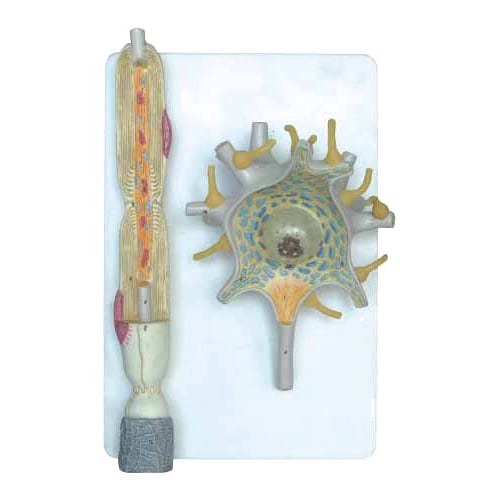 Nowa Szkola model de neuron, 36 x 23 x 10 cm