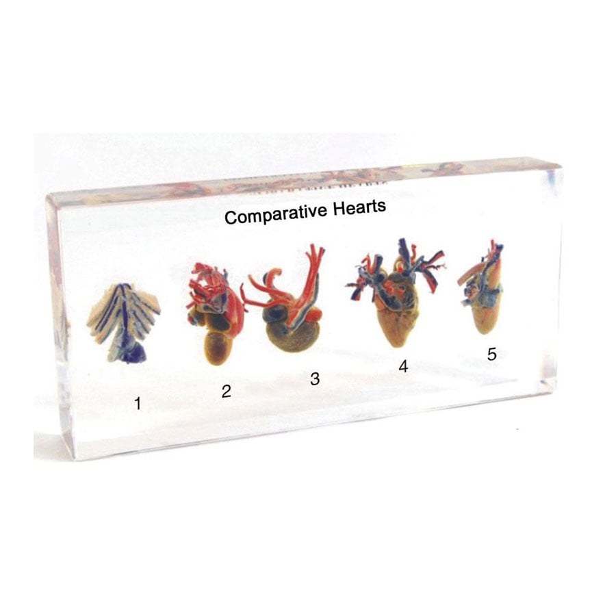 Nowa Szkola Model inimi de animale, sectionate, din plexiglas, set de 5