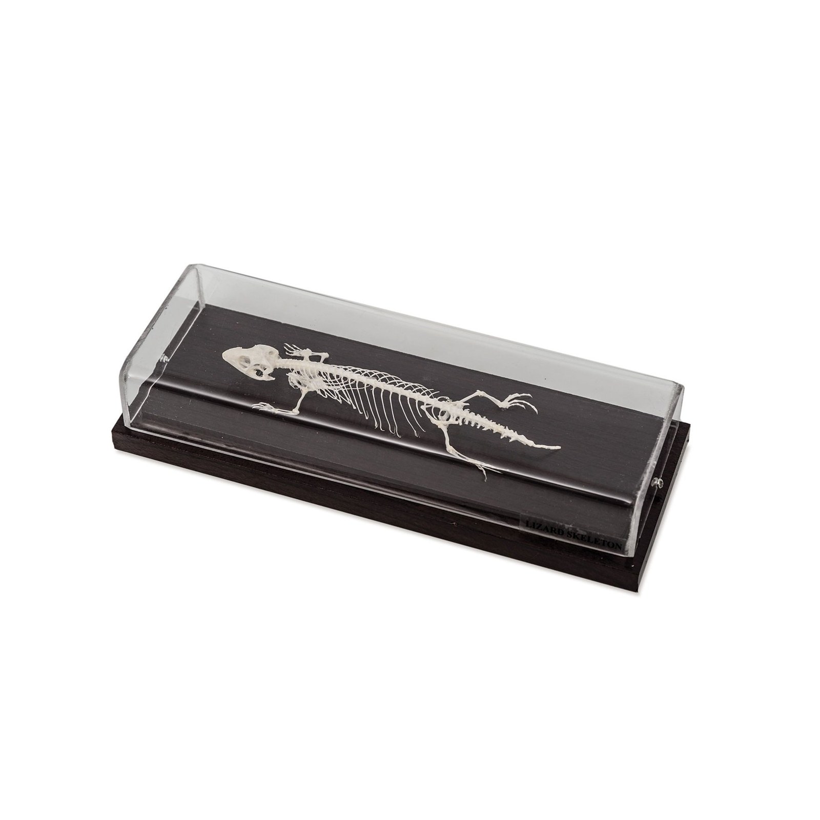 Nowa Szkola Schelet de soparla, 23 x 10 x 6.5 cm