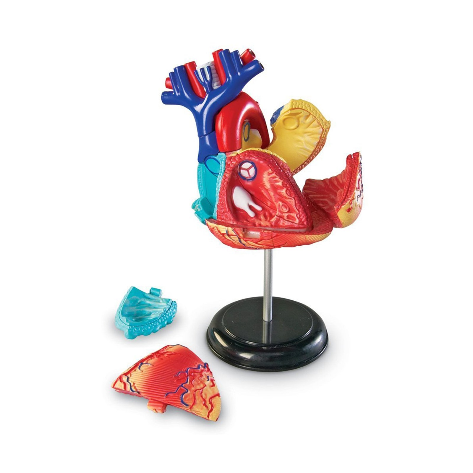 Learning Resources model anatomic de inimă