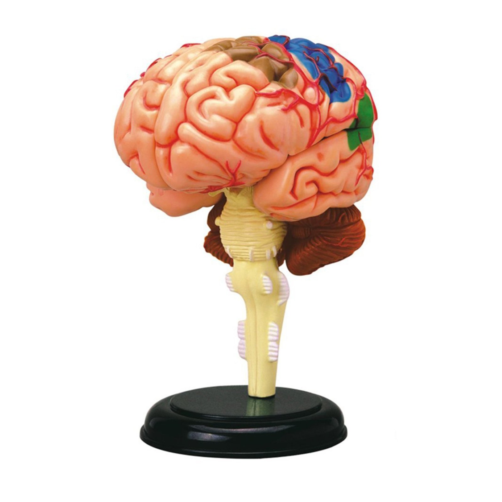 Learning Resources model anatomic de creier, 10 cm