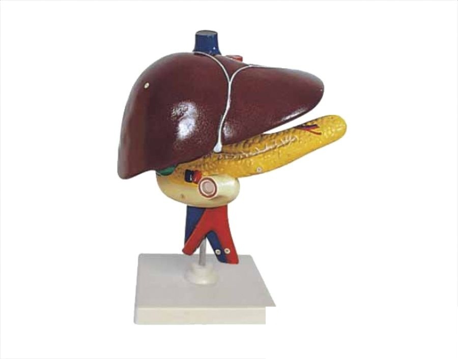 Ficatul uman, pancreasul și duodenul - model anatomic