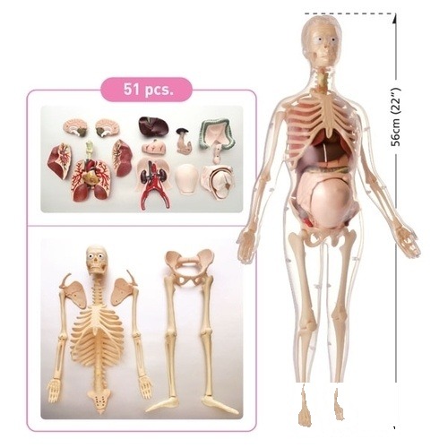 Schelet de femeie însărcinată cu organe interne (56 cm)