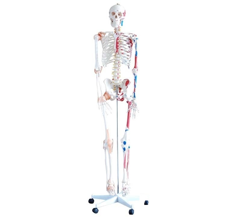 Schelet flexibil cu sistem muscular și ligamente 180 cm