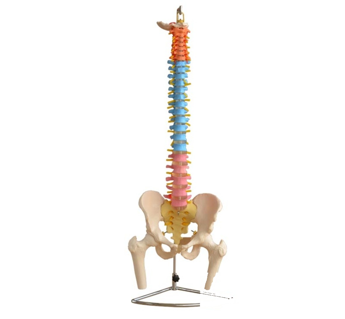 Coloana vertebrală cu pelvis și femur