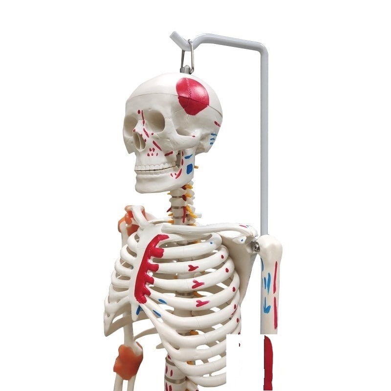 Schelet 85cm cu ligamente colorate și flexibile
