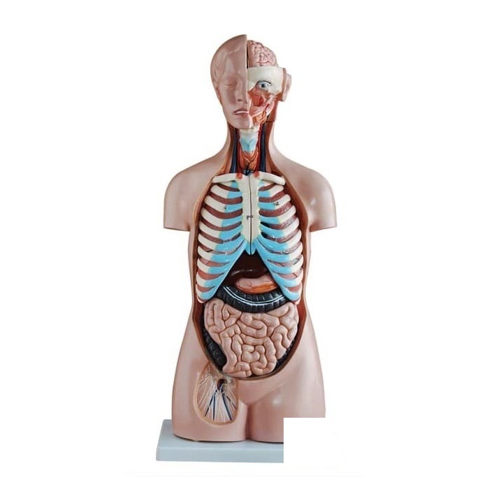 Trunchi uman 21 părți 85 cm