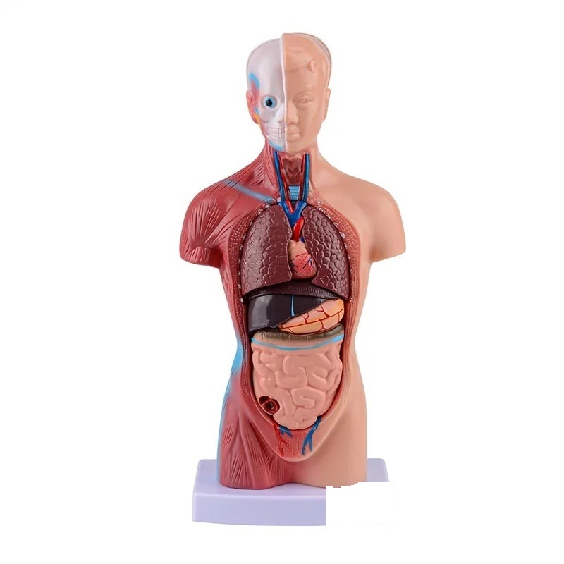 Trunchi - model anatomic uman 27 cm, 15 piese