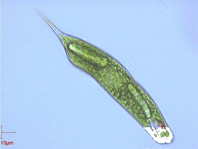 Euglena - probă microscopică