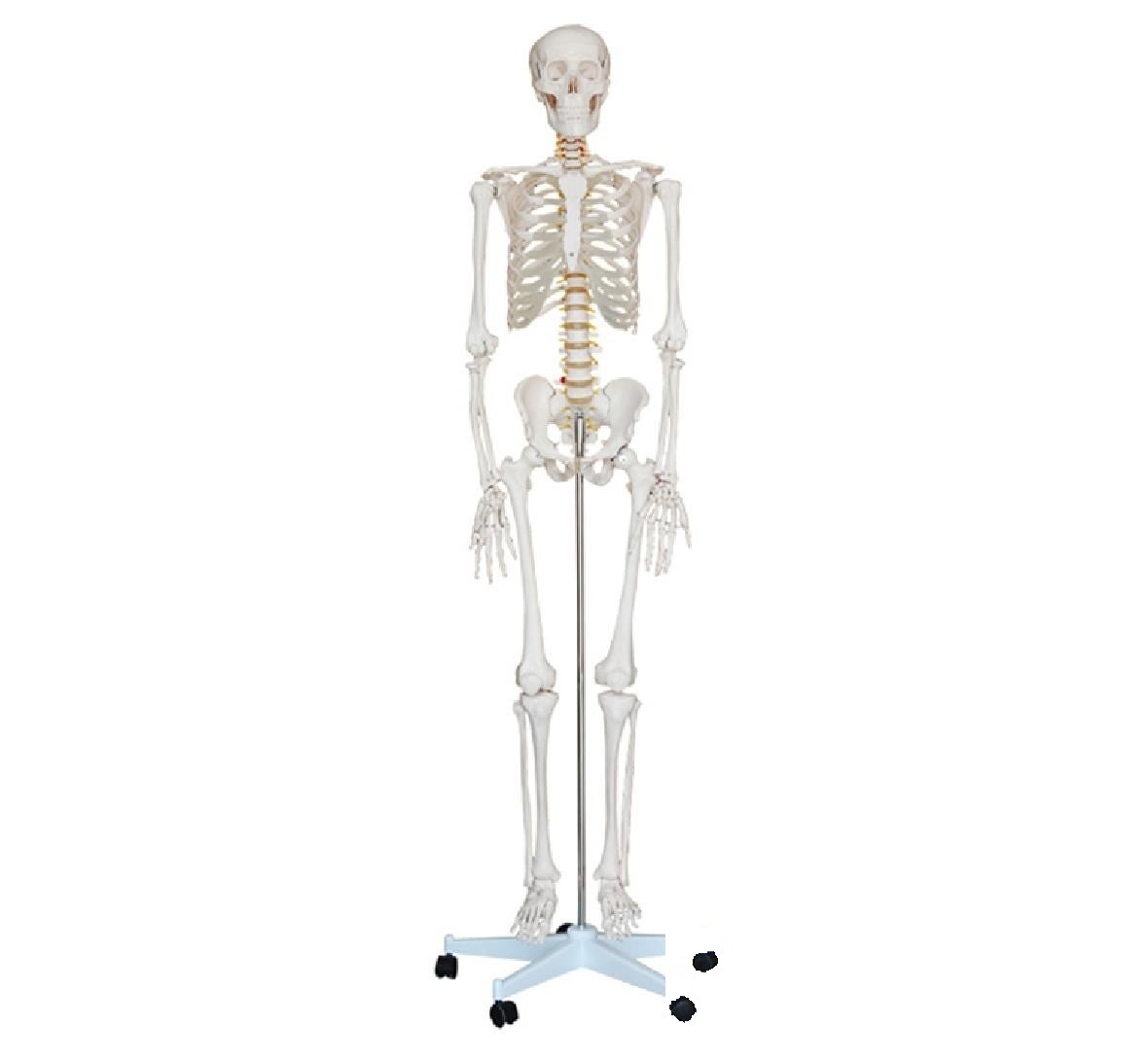 Schelet uman 180 cm
